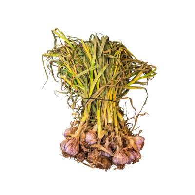 שום ירוק ישראלי | נמכר לפי 1 קילו